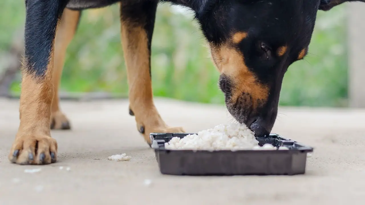 dog eating bland diet rice
