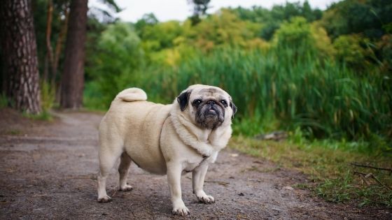 Is your dog overweight? Weight loss in dogs and cats