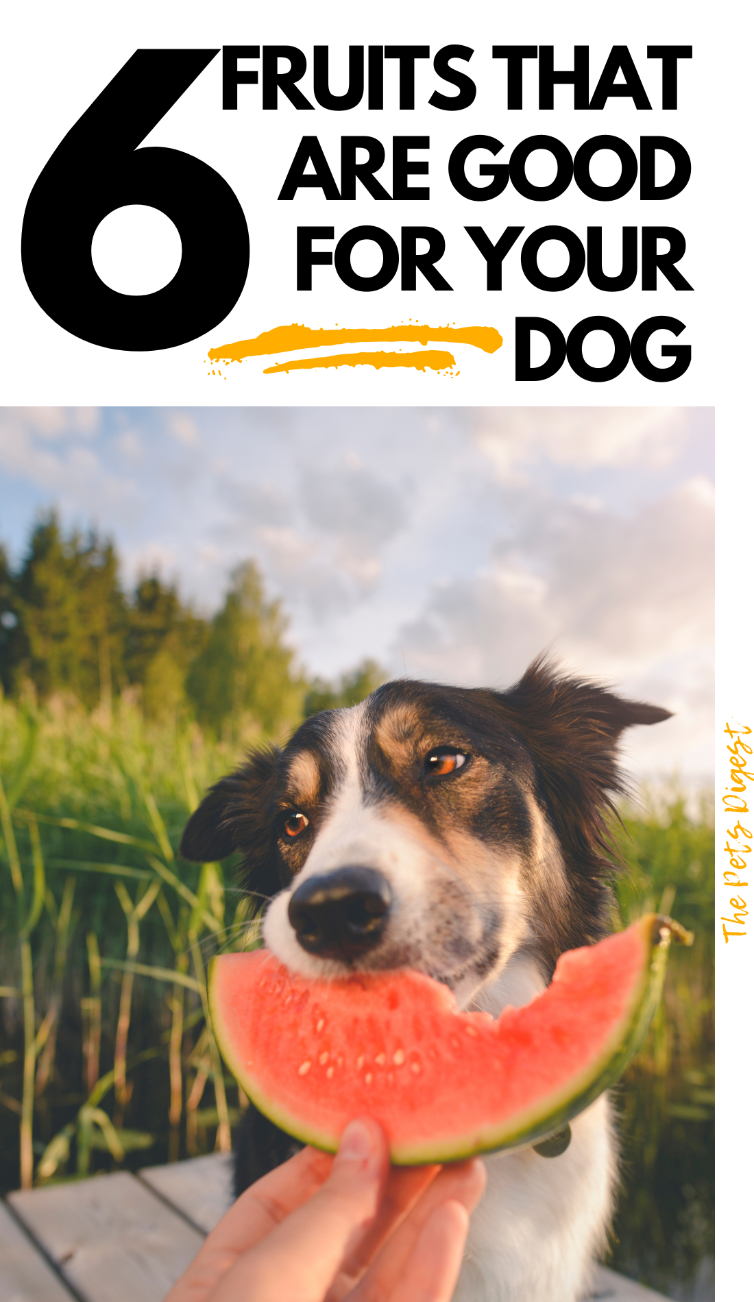Can dogs eat fruit? 9 healthy fruit options for dogs