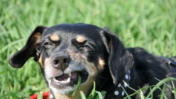 dog eating grass