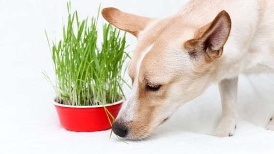 dog eating grass