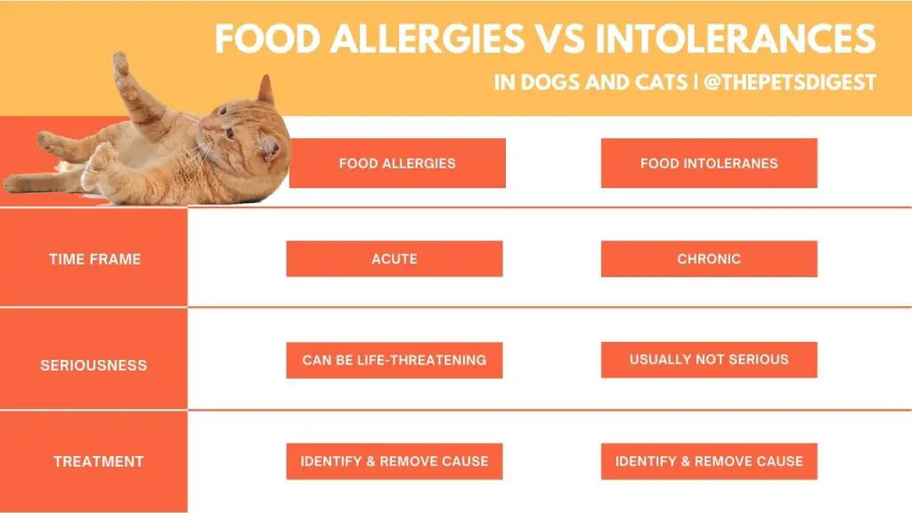 pet food allergies