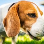 Here is what you need to know about your dog eating grass