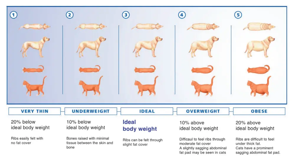 Overwieght dogs and foods | royal canin gastrointestinal