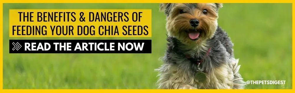 are chia pets safe for dogs