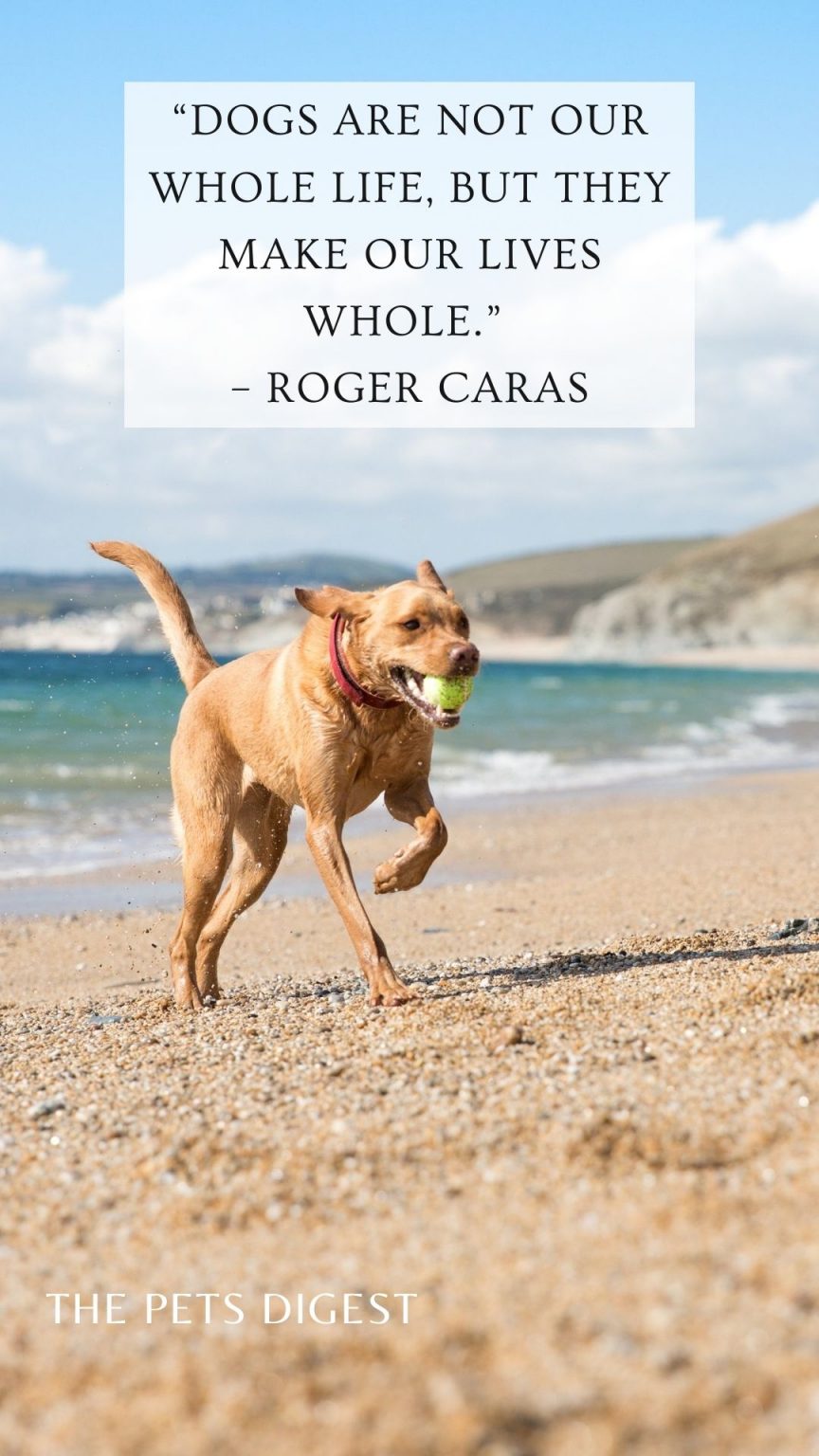 20 of the best dogs quotes best quotes about dogs