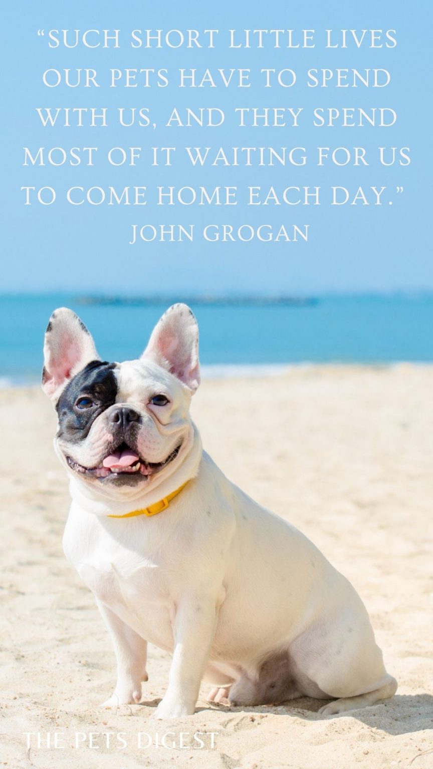 20 of the best dogs quotes best quotes about dogs
