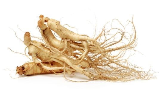 panax ginseng