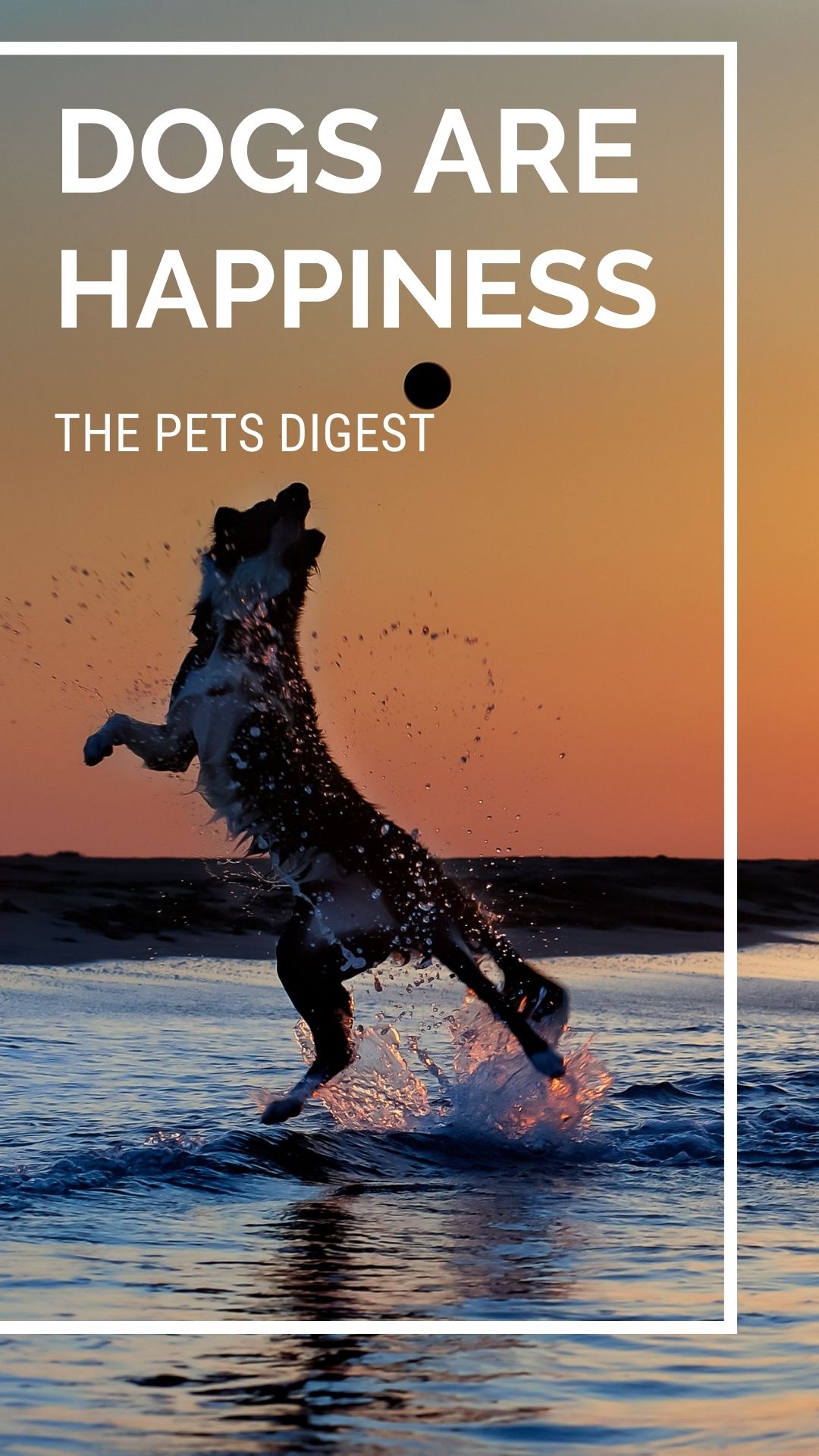 20 of the best dogs quotes best quotes about dogs