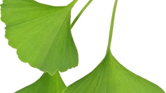 gingko biloba