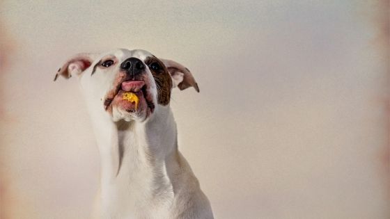 homemade dog treats peanut butter