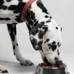 dog food feeding