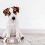 Bland Food Diet Recipe for dogs