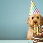 dog birthday
