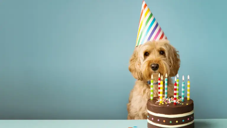 dog birthday