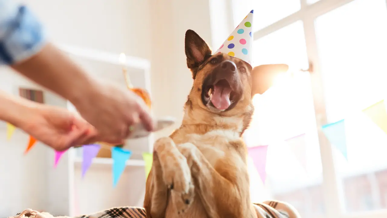 6 steps for throwing a dog birthday party doggy birthday party