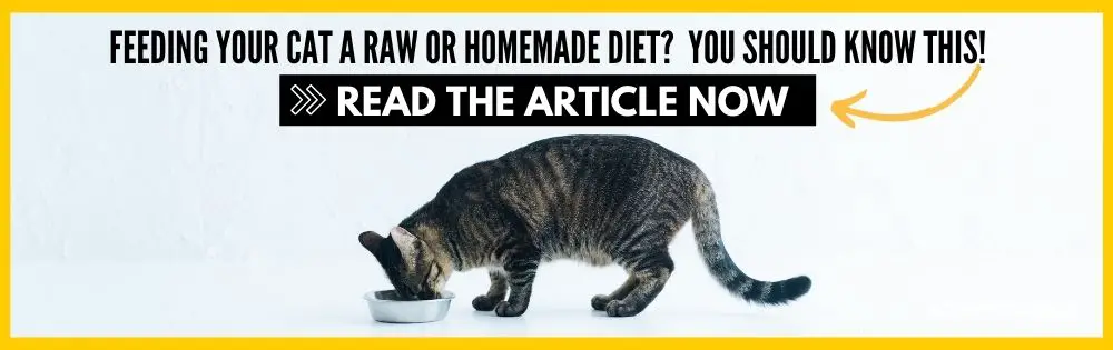 cat raw diet