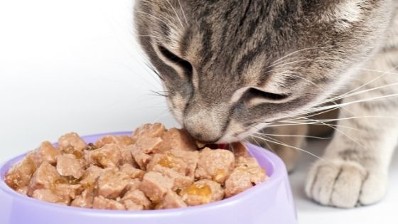 Your Mini-Guide to Feeding Your Cat A Bland Diet