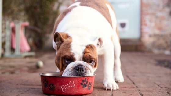 dog eating turmeric
