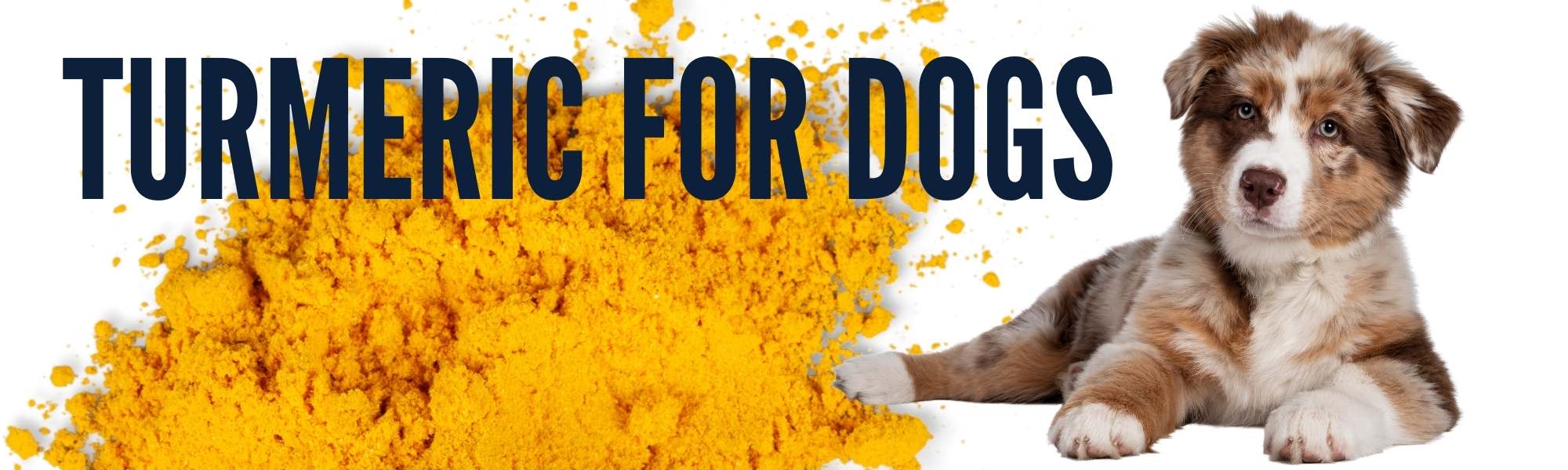 Turmeric for Dogs Benefits, Dangers, Uses Turmeric Recipe