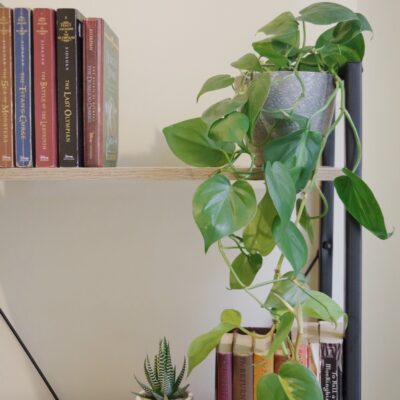 Plant on desk with books