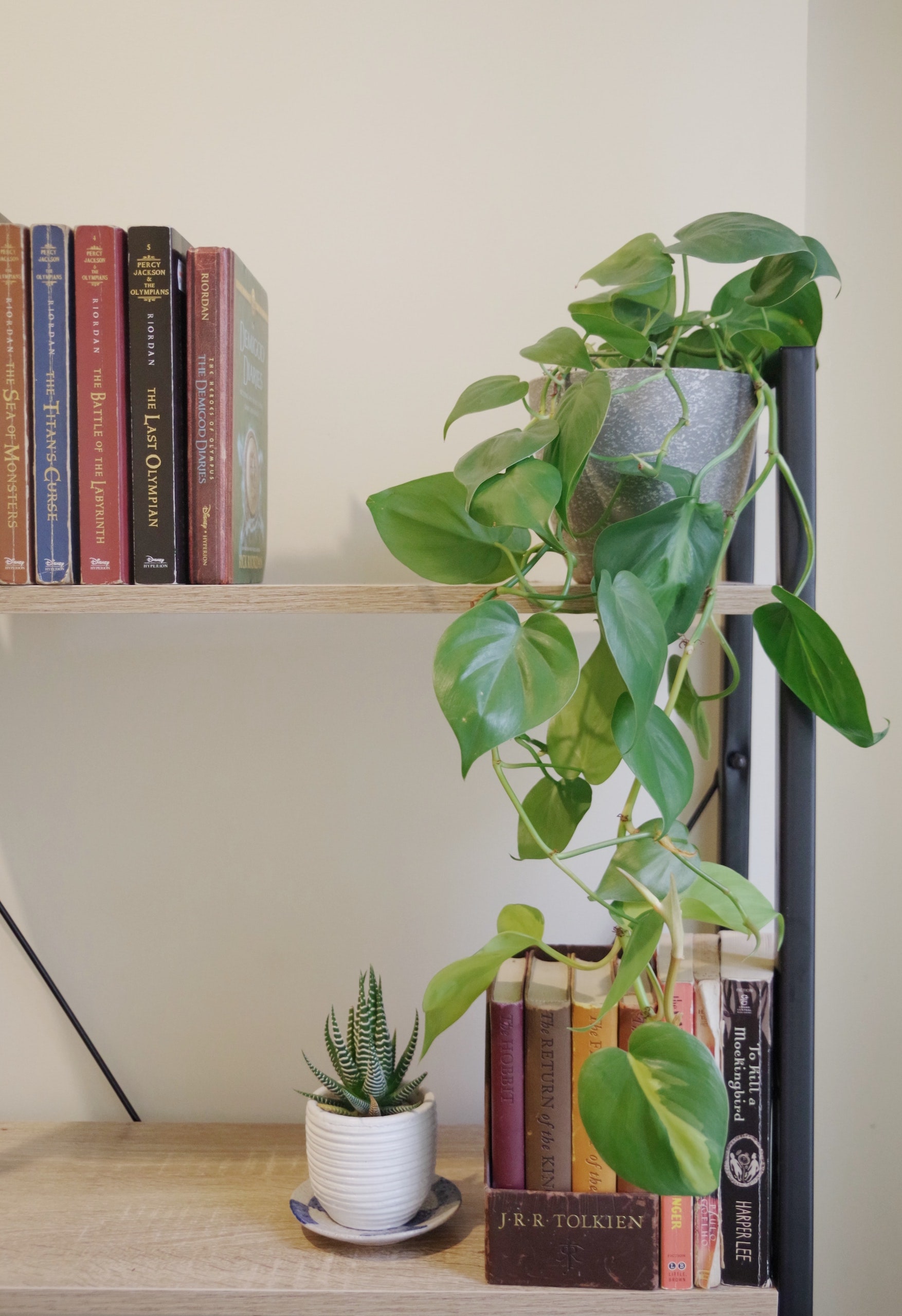 Plant on desk with books