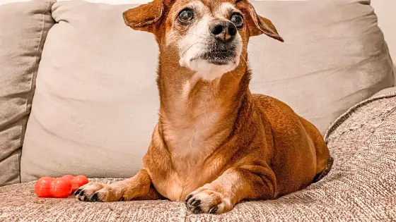 dog sitting on couch