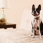 dog sitting on couchg