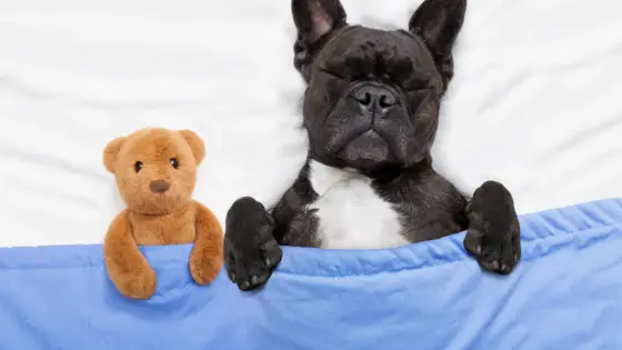 dog and teddy bear