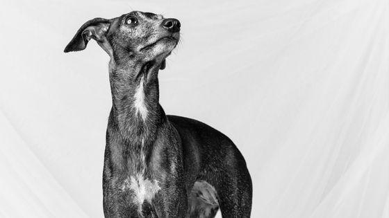 italian greyhound