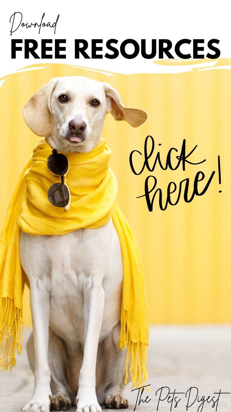 The 10 best Petco treats for dogs with pancreatitis