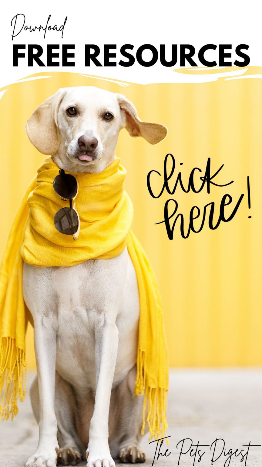 18 of the best flours to use in your homemade dog treats