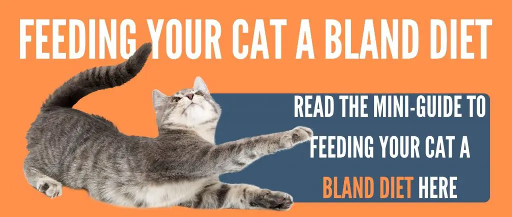 CAT BLAND DIET