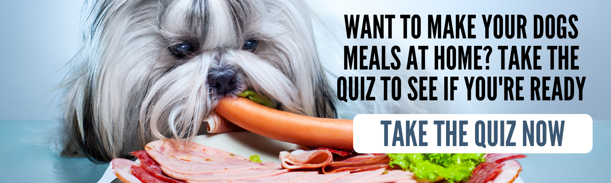 5 safe over the counter meds for vomiting & diarrhea in dogs