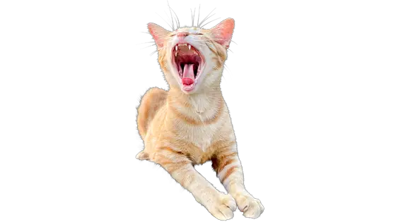 cat yawning