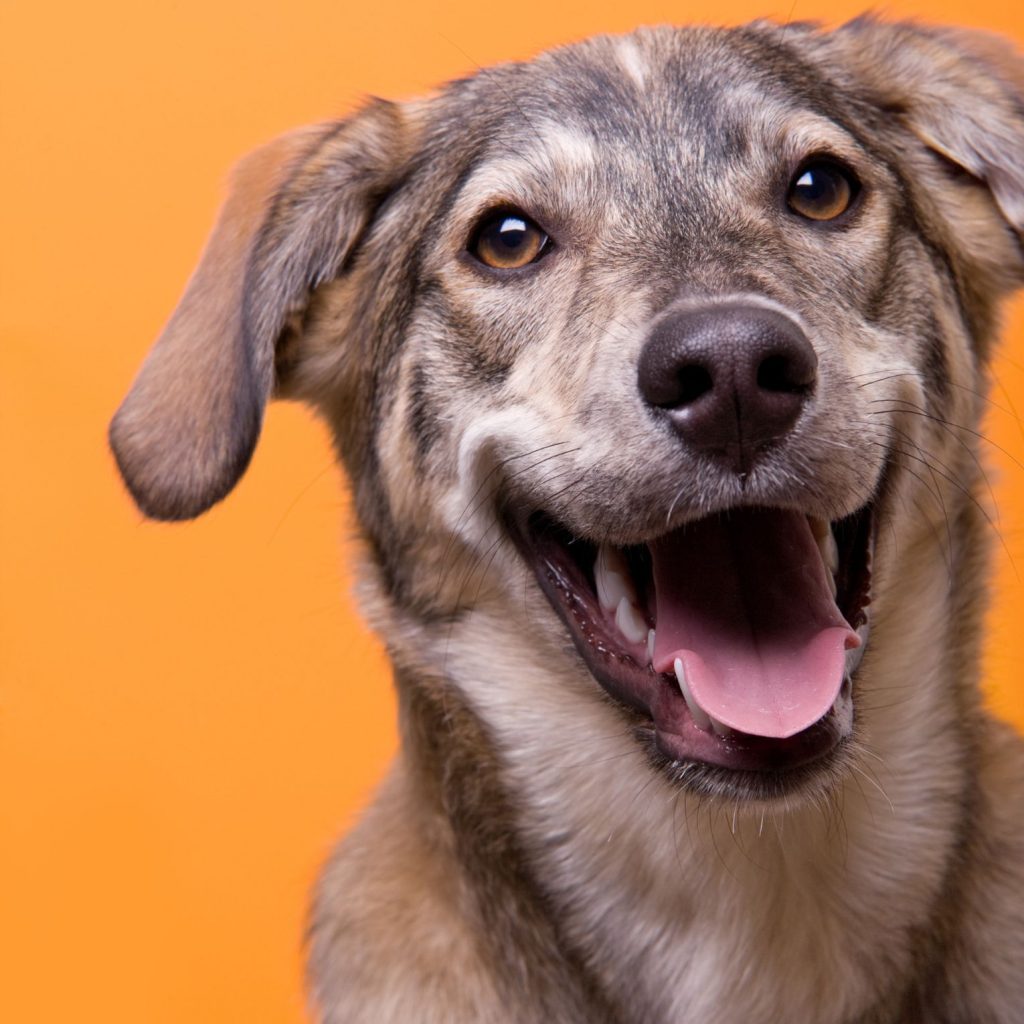 happy dog orange background