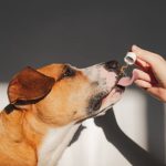 Dogs & Essential Oils: Safe essential oils for dogs