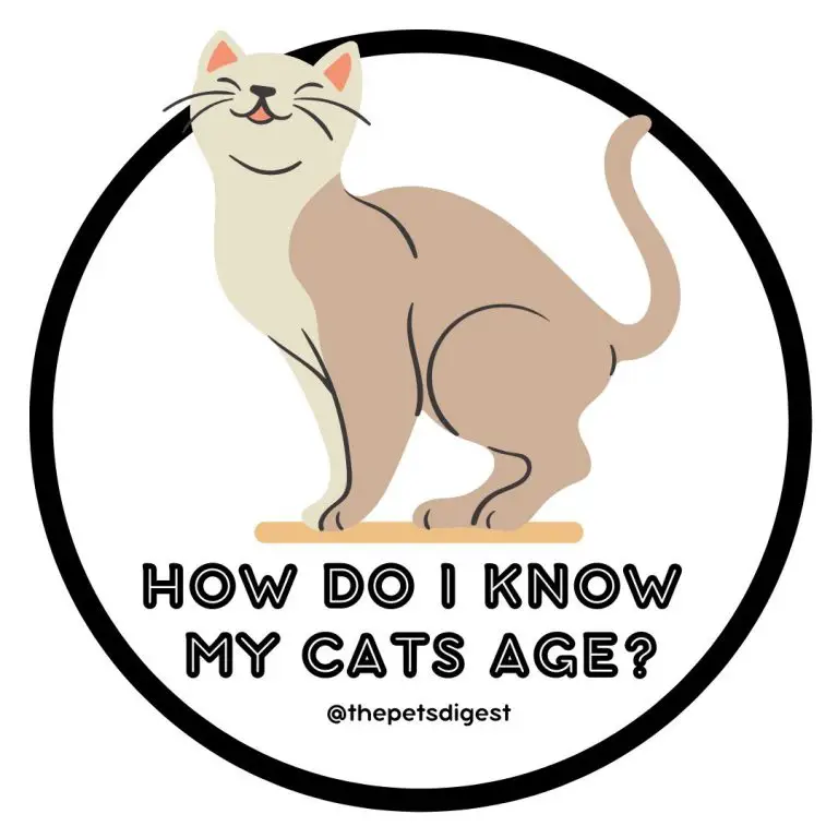 Cat years to human years Get your cat's age in human years
