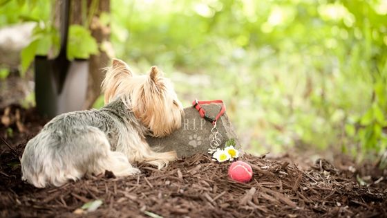 dog memorial