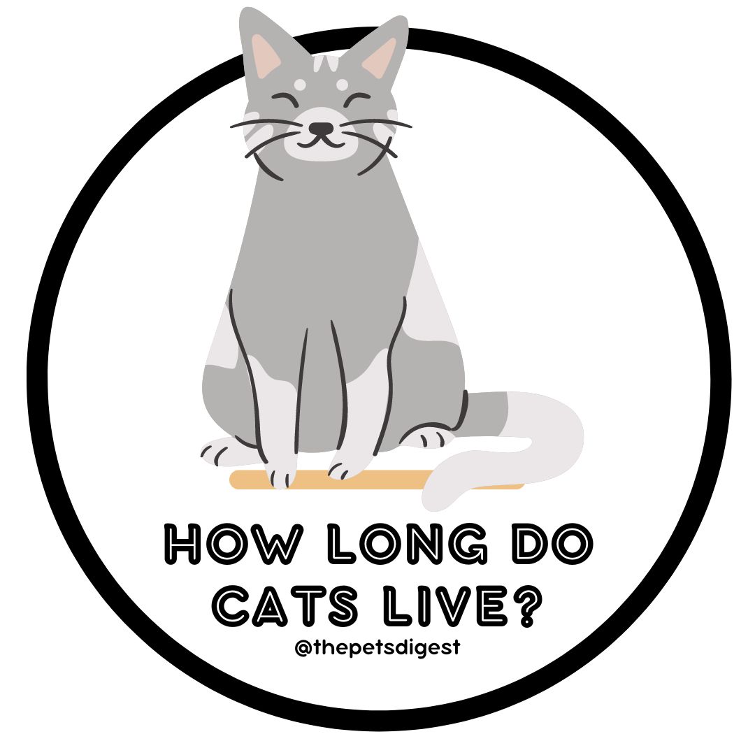 cat-years-to-human-years-get-your-cat-s-age-in-human-years