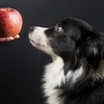 dog eating an apple