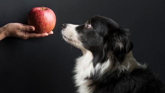 dog eating an apple