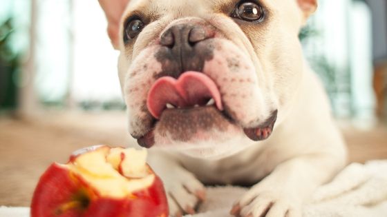 dog eating an apple