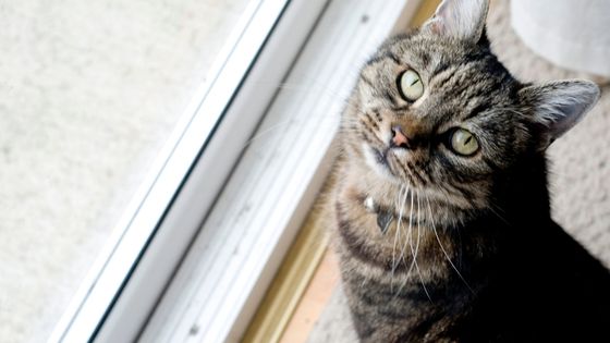 cat looking out of the window