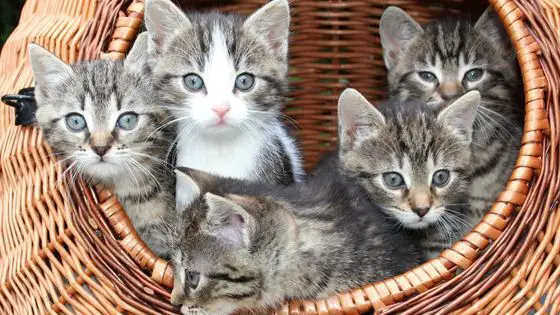 four cats in a basket