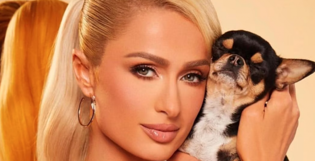 Paris Hilton and missing chihuahua