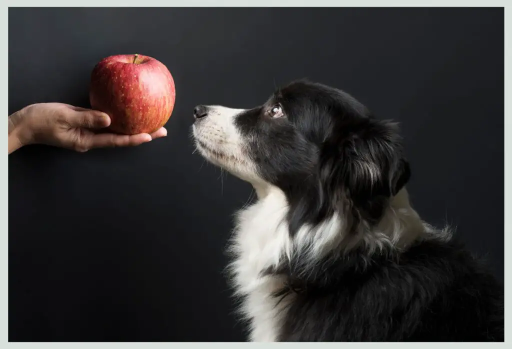 dog eating an apple