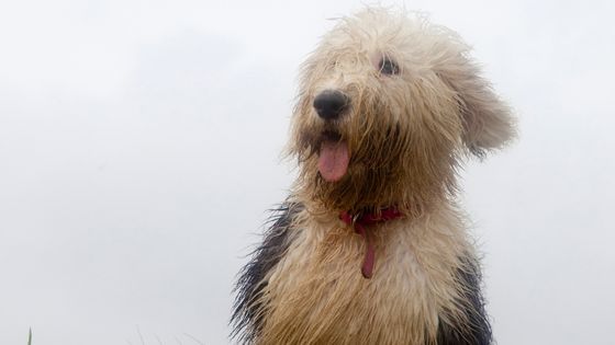 old english sheepdog