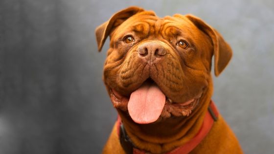 dogue bordeaux