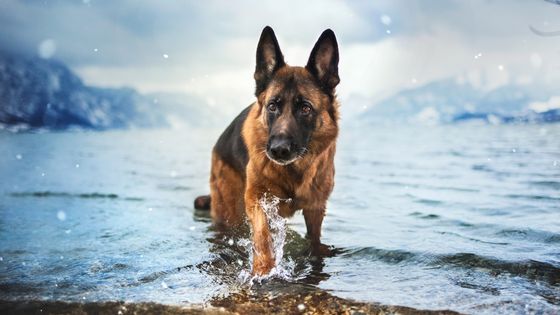 german shepherd